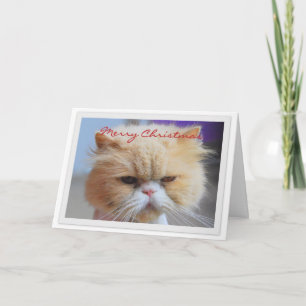Cartes Pour Fêtes Annuelles Joyeux Noël Humour de chat persan