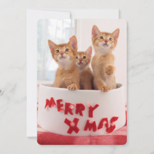 Cartes Pour Fêtes Annuelles Joyeux Noël Kitties