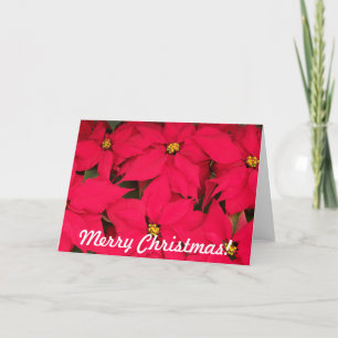 Cartes Pour Fêtes Annuelles Joyeux Noël Poinsettias