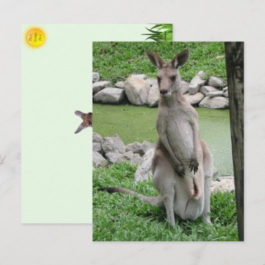 Cartes Pour Fêtes Annuelles Kangaroo avec Joey Postcard (Devant / Derrière)