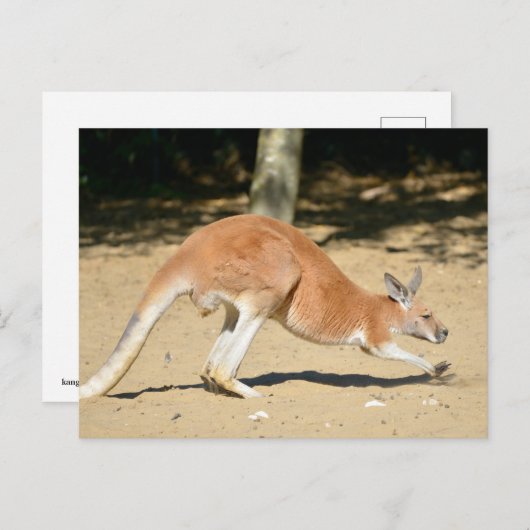 Cartes Pour Fêtes Annuelles Kangourou rouge sur le sable (Devant / Derrière)