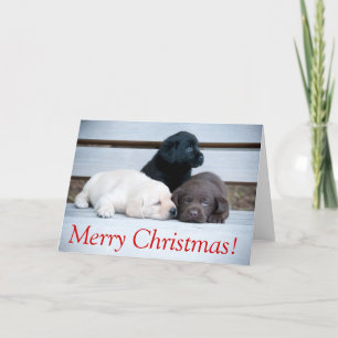 Cartes Pour Fêtes Annuelles Karemy Puppy Christmas Card