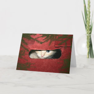 Cartes Pour Fêtes Annuelles Kitten dans la boîte de Noël