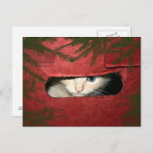 Cartes Pour Fêtes Annuelles Kitten dans la boîte de Noël (Devant / Derrière)