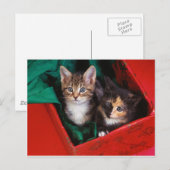 Cartes Pour Fêtes Annuelles Kittens de Noël (Devant / Derrière)