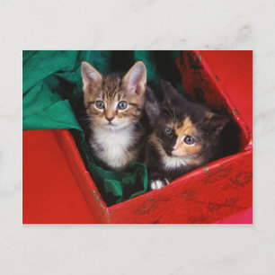 Cartes Pour Fêtes Annuelles Kittens de Noël