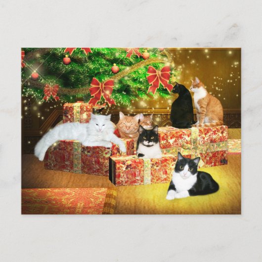 Cartes Pour Fêtes Annuelles Kitty cat Noël (Devant)