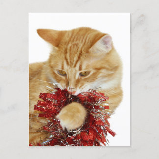 Cartes Pour Fêtes Annuelles Kitty de Noël