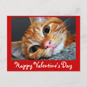 Cartes Pour Fêtes Annuelles Kitty Kat