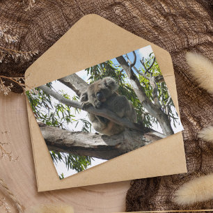 Cartes Pour Fêtes Annuelles Koala - Dormir