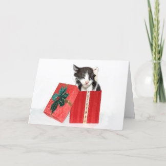 Cartes Pour Fêtes Annuelles La curiosité a obtenu le chaton de Noël