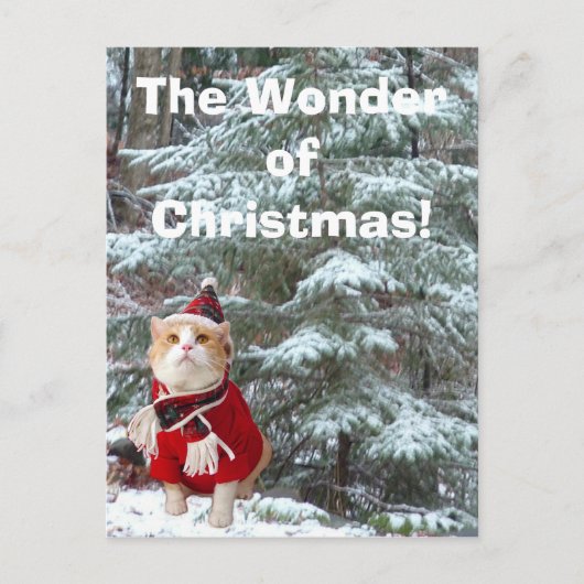 Cartes Pour Fêtes Annuelles La merveille de Noël ! (Devant)