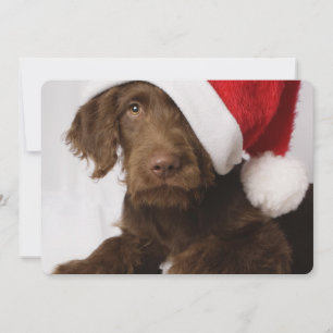 Cartes Pour Fêtes Annuelles Labradoodle portant un chapeau de Père Noël