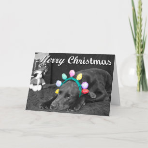 Cartes Pour Fêtes Annuelles Labrador chocolat dans une photo avec bandeau et t
