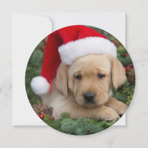 Cartes Pour Fêtes Annuelles Labrador Retriever Puppy Avec Santa Hat