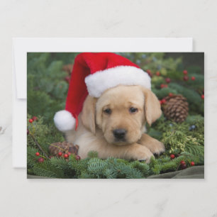 Cartes Pour Fêtes Annuelles Labrador Retriever Puppy Avec Santa Hat