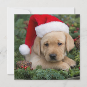 Cartes Pour Fêtes Annuelles Labrador Retriever Puppy Avec Santa Hat