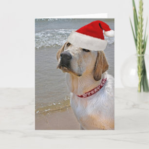Cartes Pour Fêtes Annuelles Labrador Retriever sur la plage Noël