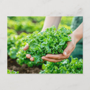 Cartes Pour Fêtes Annuelles Laitue fraîche aux verts vifs