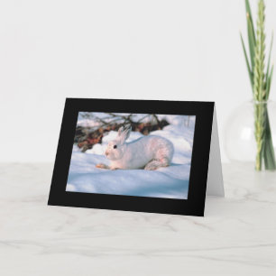 Cartes Pour Fêtes Annuelles Lapin Blanc Lapin Hiver Vacances photo neige