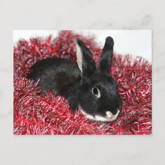 Cartes Pour Fêtes Annuelles Lapin Lapin Noël
