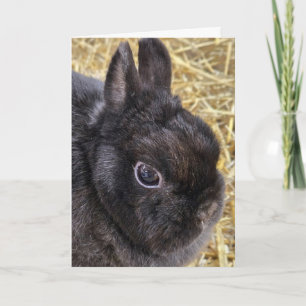Cartes Pour Fêtes Annuelles Lapin nain noir de Pâques Pays-Bas