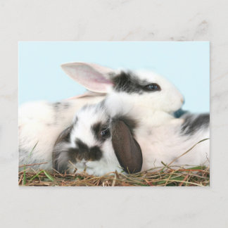 Cartes Pour Fêtes Annuelles lapins de Pâques