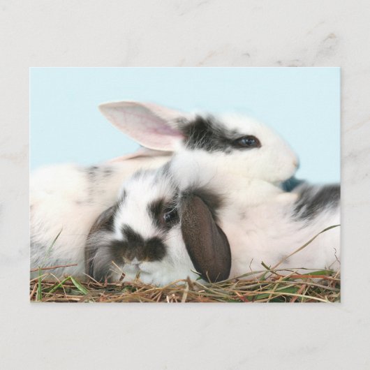 Cartes Pour Fêtes Annuelles lapins de Pâques (Devant)