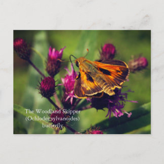 Cartes Pour Fêtes Annuelles Le papillon de l'hespérie des bois
