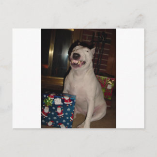 Cartes Pour Fêtes Annuelles le sourire de noël bull terrier