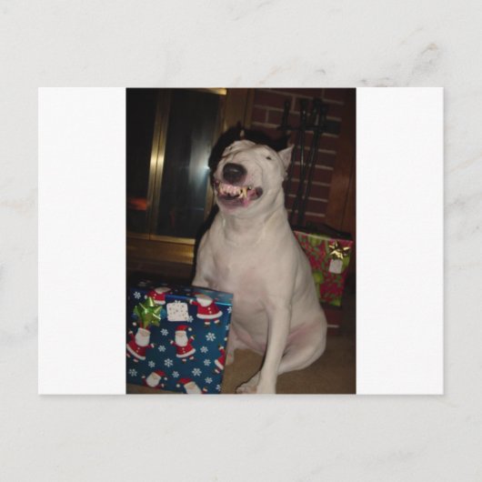 Cartes Pour Fêtes Annuelles le sourire de noël bull terrier (Devant)