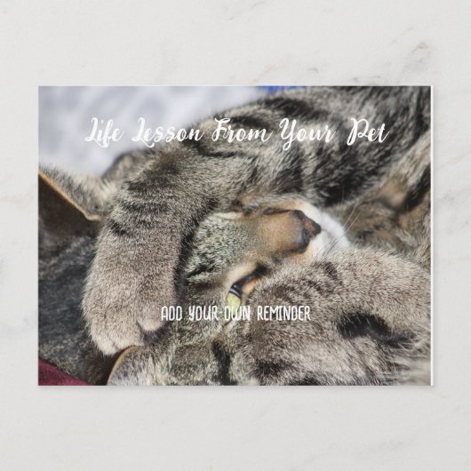 Cartes Pour Fêtes Annuelles Leçon sur la vie des animaux de compagnie personna (Devant)