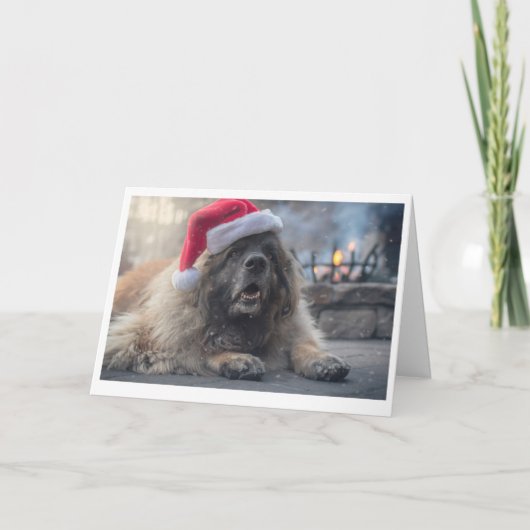Cartes Pour Fêtes Annuelles Leonberger Père Noël (Devant)