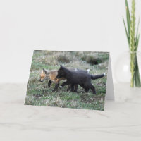 Les renards des bébés sur le poulailler