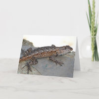 Lézard