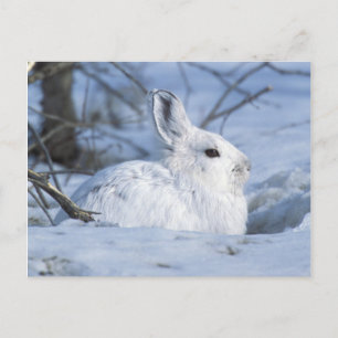 Cartes Pour Fêtes Annuelles Lièvre de raquette reposant dans la neige