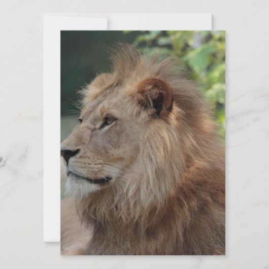 Cartes Pour Fêtes Annuelles Lion 035 (Devant)