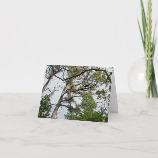 Cartes Pour Fêtes Annuelles Lob Lolly Pine Trees OBX Note Card (Devant)