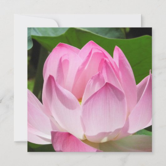 Cartes Pour Fêtes Annuelles Lotus Bloom rose (Devant)