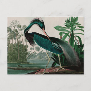 Cartes Pour Fêtes Annuelles Louisiane Heron Birds of America Audubon Print