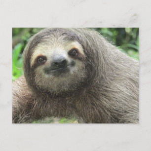 Cartes Pour Fêtes Annuelles Love Sloths