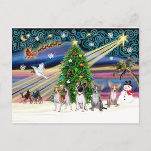 Cartes Pour Fêtes Annuelles Magie de Noël-Chihuahuas (quatre)