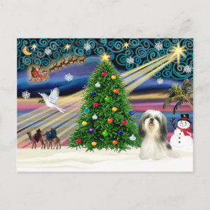 Cartes Pour Fêtes Annuelles Magie de Noël Shih Tzu 4