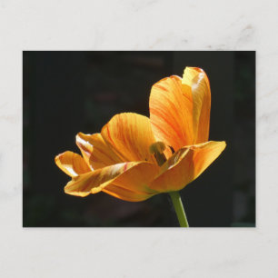 Cartes Pour Fêtes Annuelles Magnifique Orange Tulip Fermer do-it-yourself cart