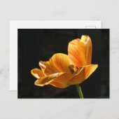 Cartes Pour Fêtes Annuelles Magnifique Orange Tulip Fermer do-it-yourself cart (Devant / Derrière)