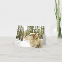 Malamute dans Snowy Woods