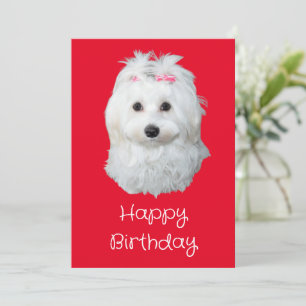 Cartes Pour Fêtes Annuelles Maltese Li Chien Chien blanc Chien Chien photo