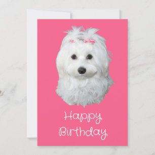 Cartes Pour Fêtes Annuelles Maltese Li White Puppy Photo