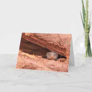 Cartes Pour Fêtes Annuelles Mangouste réunie, Tanzanie