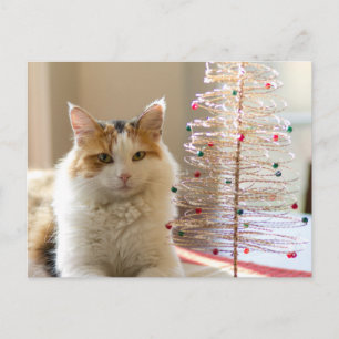 Cartes Pour Fêtes Annuelles Manteau de Calico allongé sur son mini sapin de No